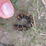 brombeersp_bb_18-07-11_13e0