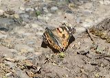 distelfalter_06_05_201_1f54