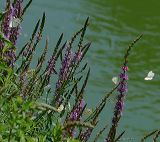 rapswei_ling_ap_18-06-2_88d