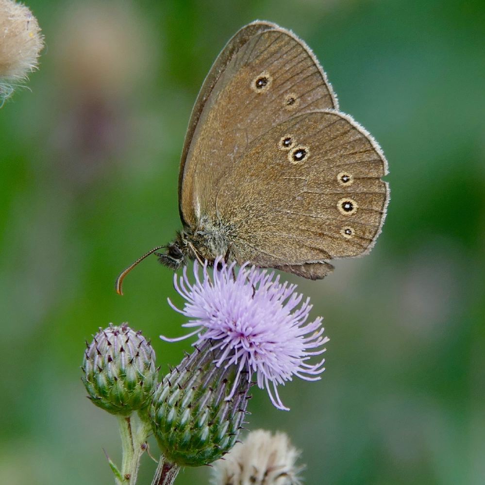 brwaldvogel_ap_18-06-20_884.jpg