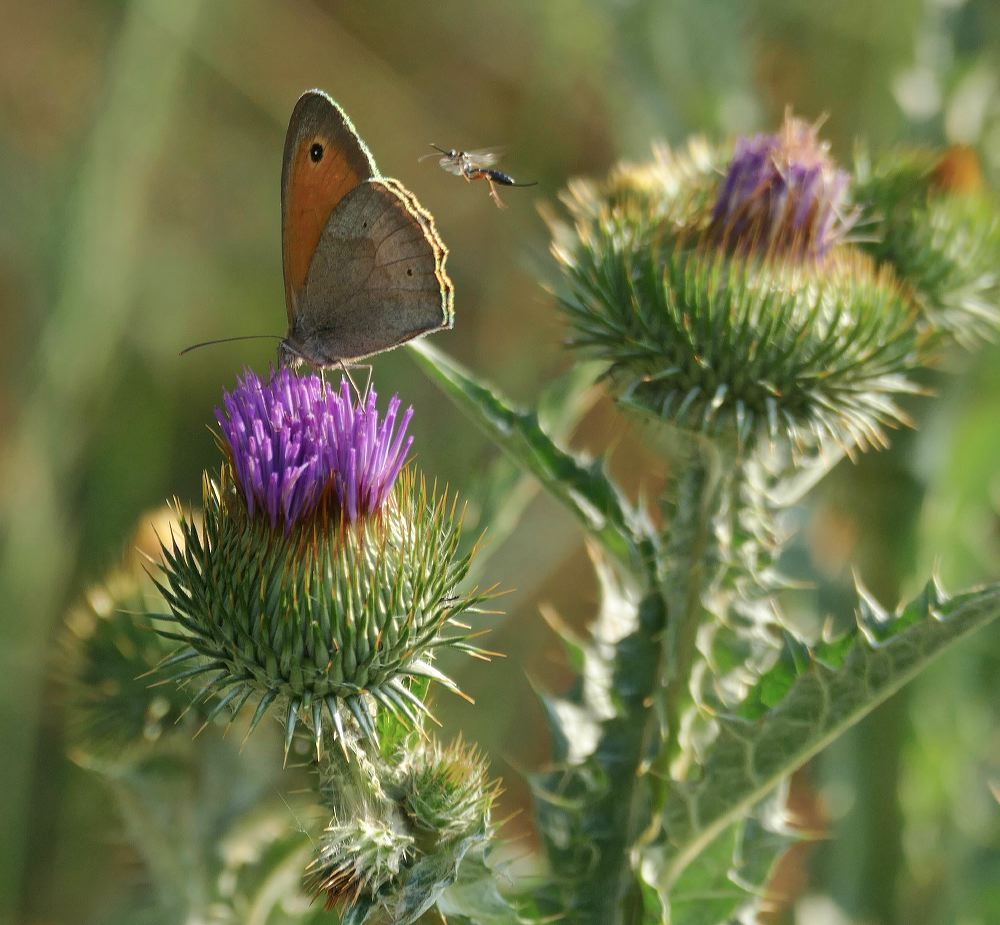 klwiesenvogelchen_ap_20_871.jpg