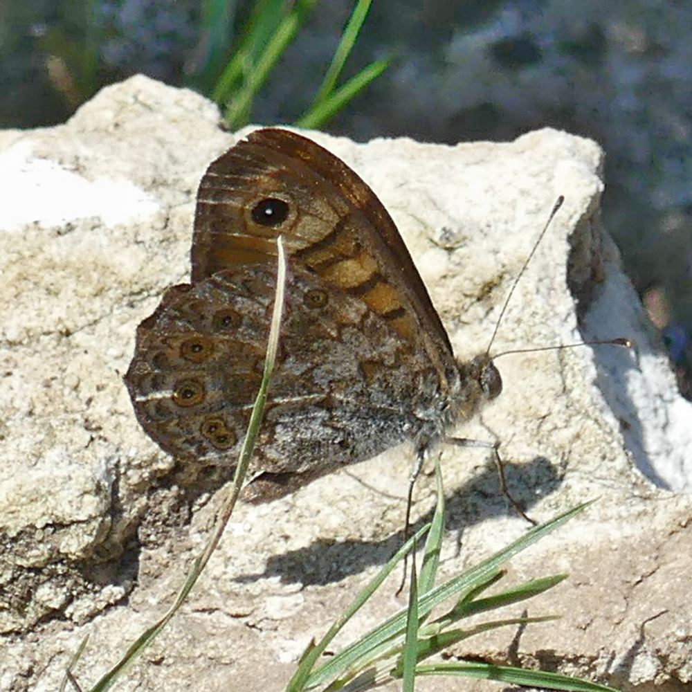 mauerfuchs2_sk_20-07-1_1f40.jpg