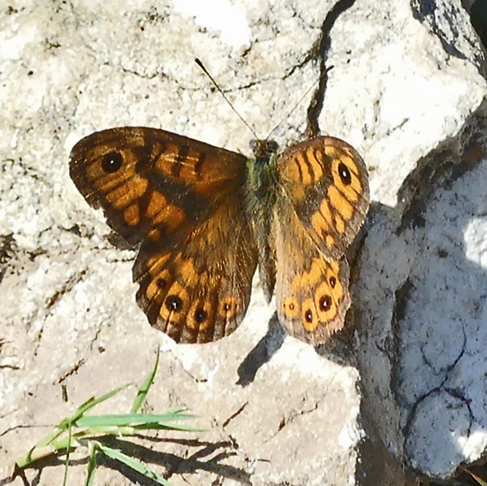 mauerfuchs_sk_20-07-18_1f34.jpg