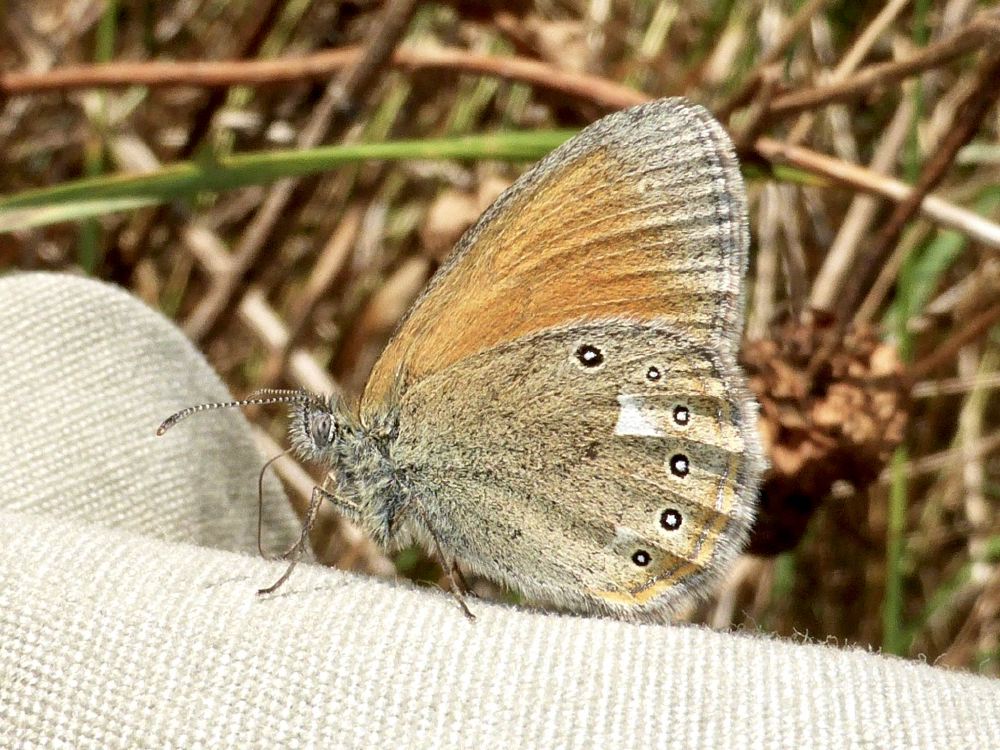 rotbraunes_wiesenvogelc_857.jpg