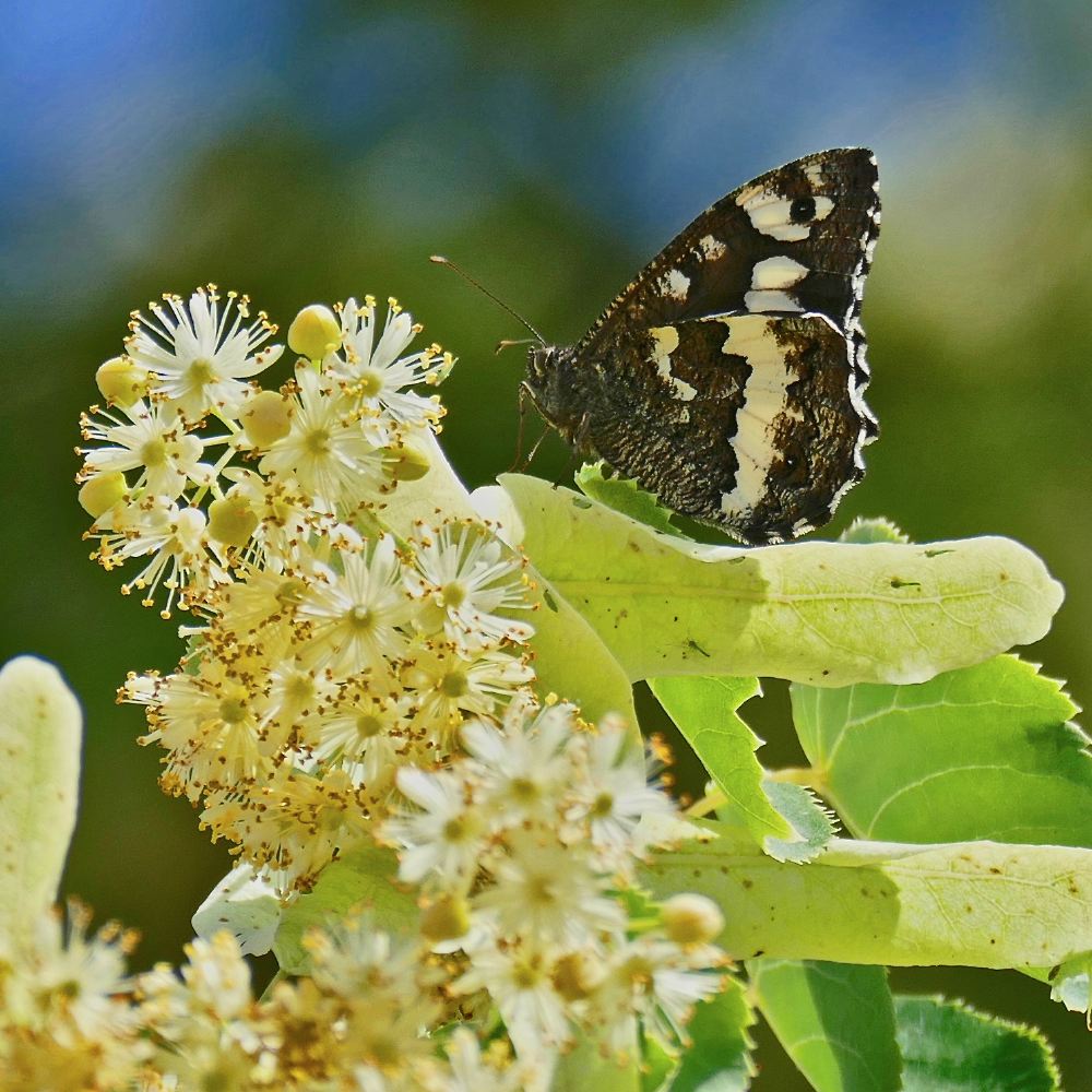 waldportier-weisser_ap__866.jpg