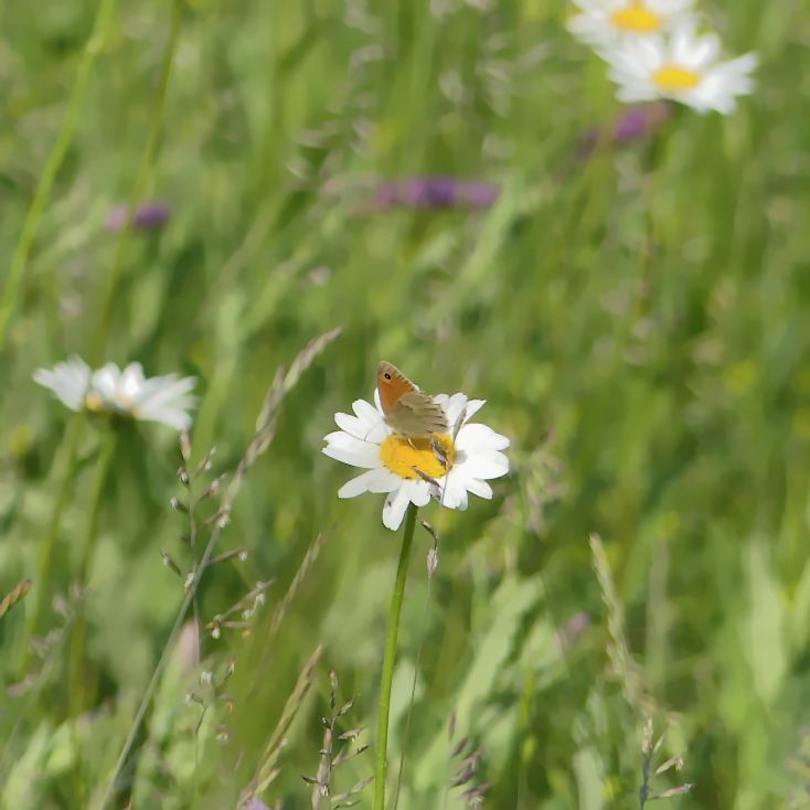 wiesenvoegelchen_12_05_1f14.jpg