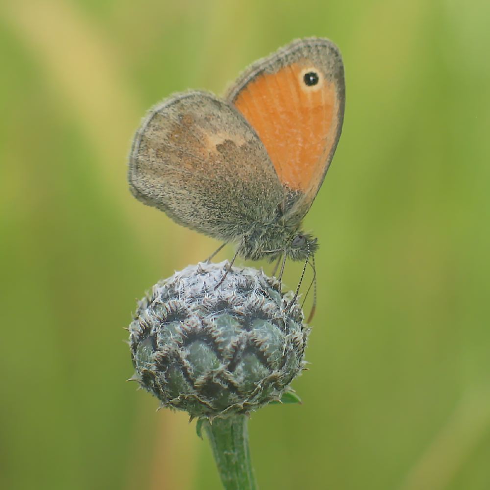 wiesenvogelchen_gew_wg_1f77.jpg