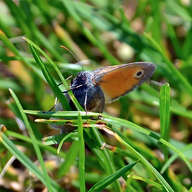 wiesenvogelchen_kleine_1e85.jpg